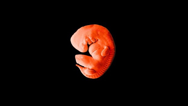 Vývoj embrya - obrázek