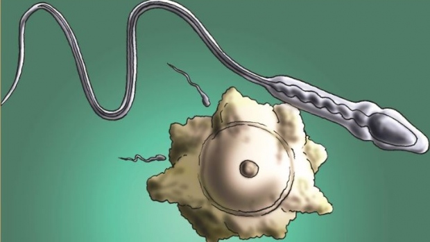 Embryolog: Spermie mužům neubývají, je to jen mýtus - obrázek