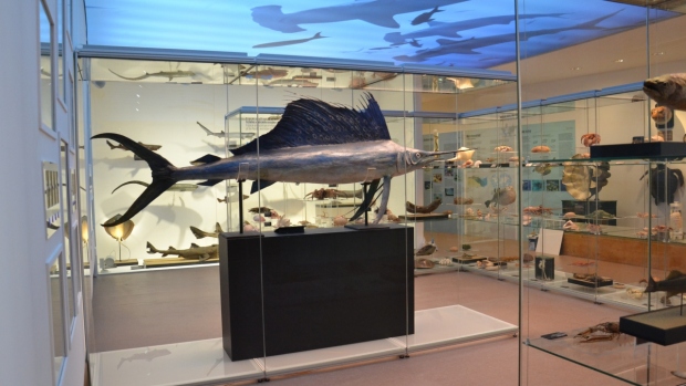 Národní muzeum - Poznejte fascinující svět živočišné říše na nové výstavě Archa Noemova! - obrázek